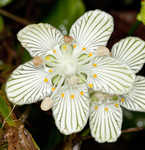 Kidneyleaf grass of Parnassus